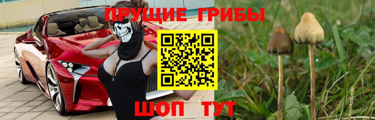 наркотики  Псилоцибиновые грибы прущие грибы  Вход с VPN  Электрогорск  Псилоцибиновые грибы Cubensis 